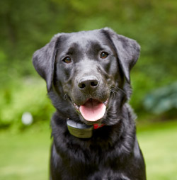 DogWatch of Central Maine, Lewiston, Maine | ProFence Contact Us Image