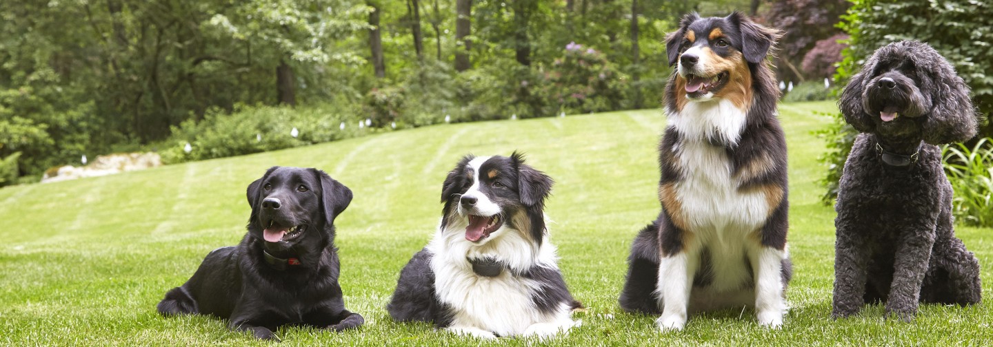 DogWatch of Central Maine, Lewiston, Maine | Support Footer Image Image