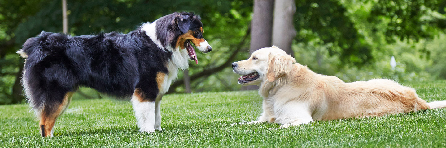 DogWatch of Central Maine, Lewiston, Maine | Outdoor Hidden Dog Fences Slider Image