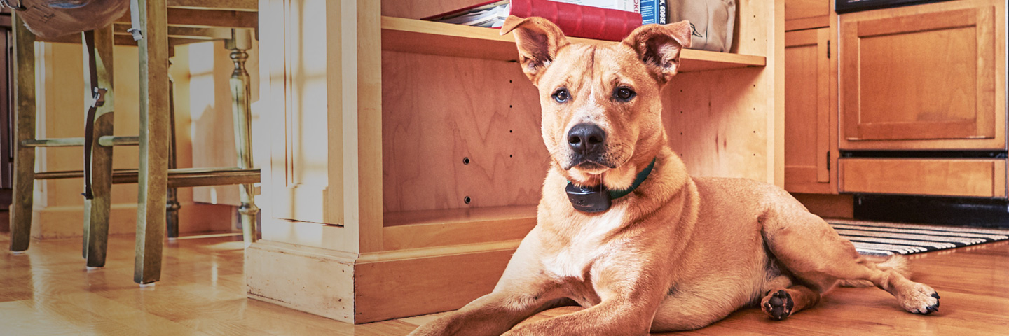 DogWatch of Central Maine, Lewiston, Maine | Indoor Pet Fences Slider Image