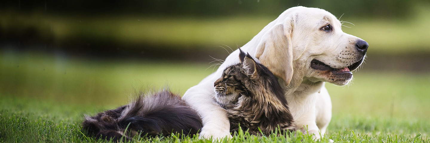 DogWatch of Central Maine, Lewiston, Maine | Cat Fences Slider Image